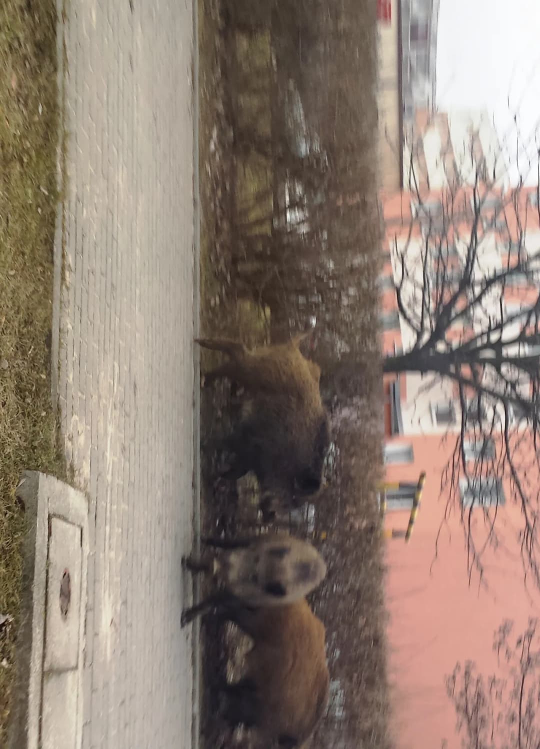 Co robić, gdy dziki na osiedlu stają się zagrożeniem?